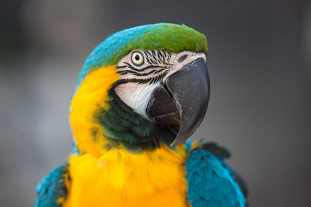 istock Portrait of parrot 577638338