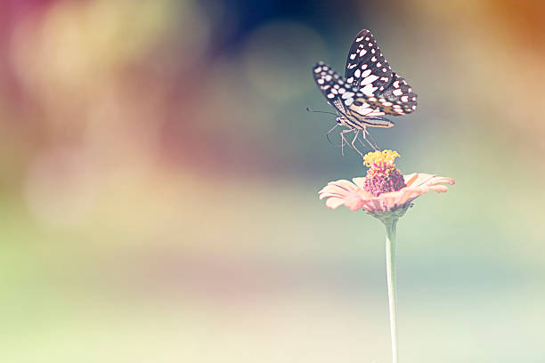 istock Lime butterfly  on zinnia flower with blur background 577638626