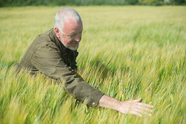 agricoltore esamina il grano in un campo - farmer bending wheat examining foto e immagini stock