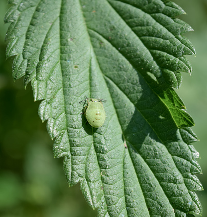 Rare and unique plants-flowers with insects-chameleons in the forest of Eastern Europe