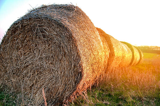 istock Summer meadow with golden bales 577641376