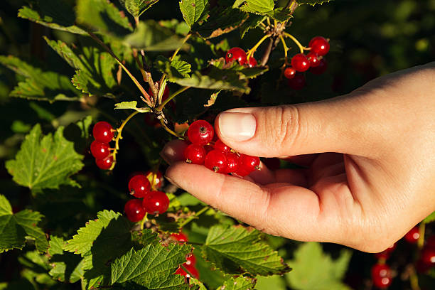 istock Women picking redcurrants in garden 577642110