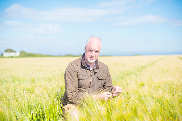 agricoltore che esamina il grano in un campo - farmer bending wheat examining foto e immagini stock