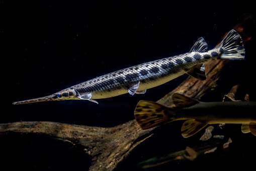 Alligator gar fish underwater close up macro portrait
