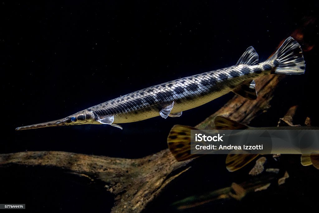 Alligator gar fish underwater close up macro Alligator gar fish underwater close up macro portrait Gar - Fish Stock Photo