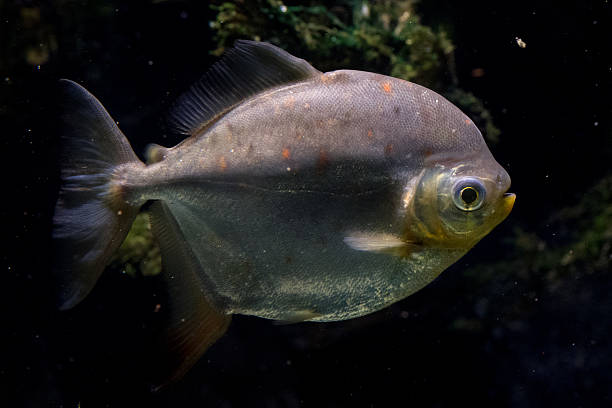 istock Redhook characin fish close up portrait undrwater 577644472