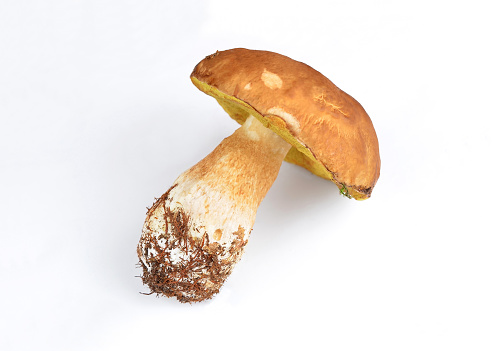 Single Boletus edulis mushroom on white background