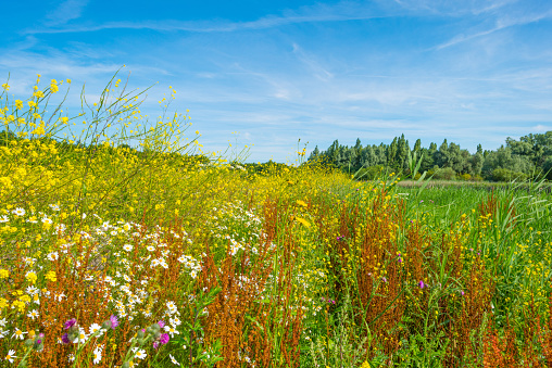 Wild flowers in wetland in summer