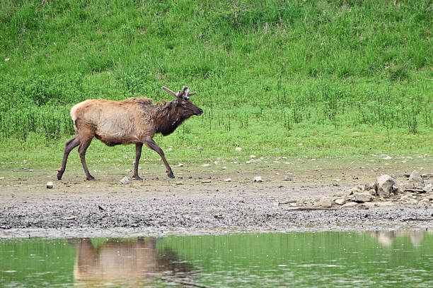 istock US elk at a lake in USA 577646242