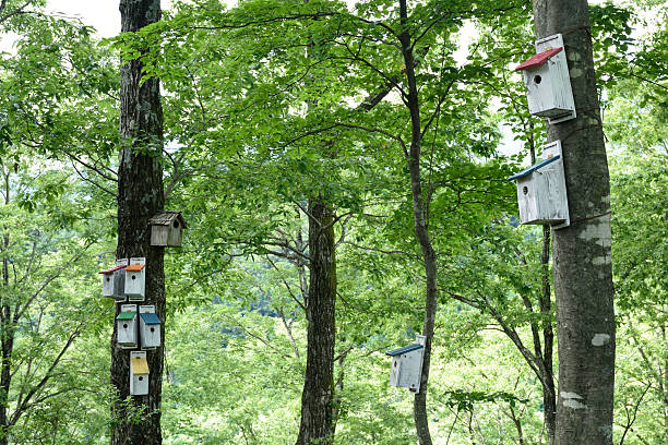 istock birdhouses in the forest 577647426