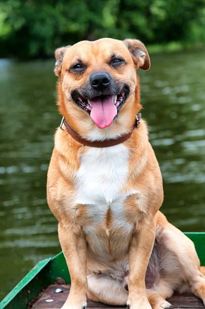 istock Small ore dog on fishing boat 577647688
