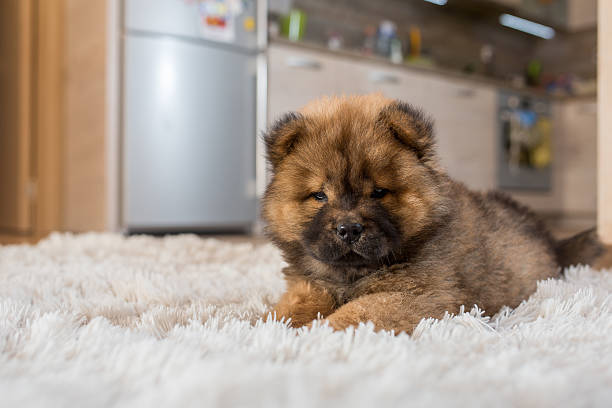 istock Adorable puppy relaxing on white carpet. 577647982