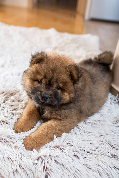 istock Small cute dog relaxing on the carpet. 577648108
