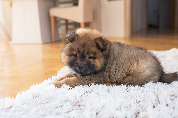 istock Relaxed chow puppy on white carpet. 577648192