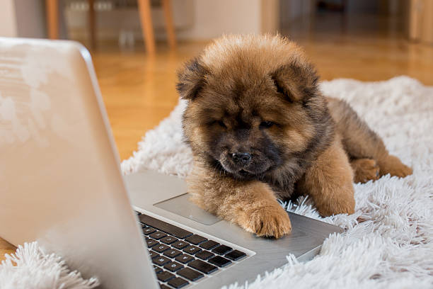 istock Cute puppy watching something on laptop. 577648268