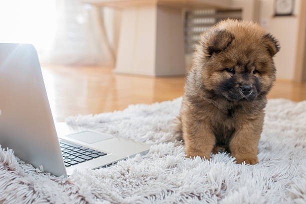 istock Small dog and laptop on the carpet. 577648428