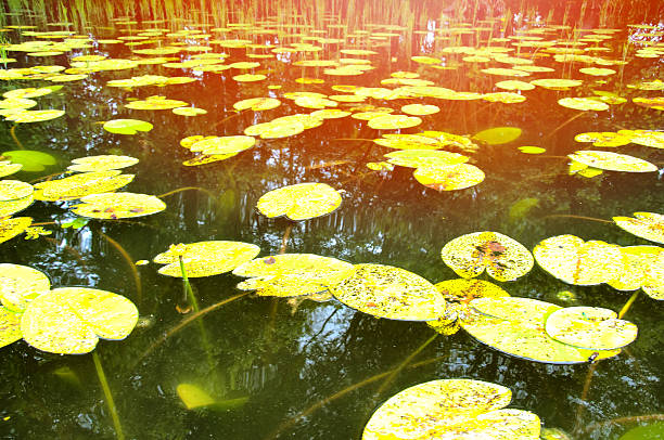 istock View on the river with many water lilies 577650086