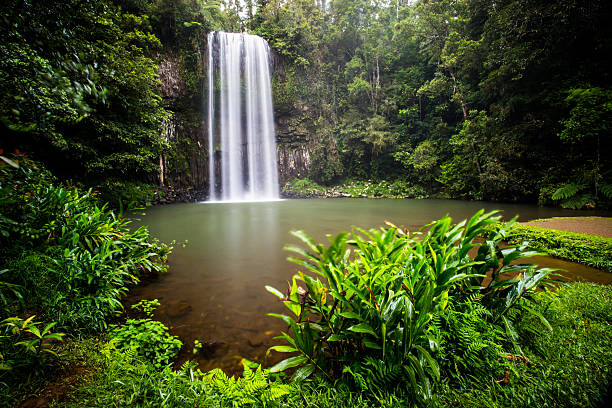 wodospad millaa millaa - tropical rainforest waterfall rainforest australia zdjęcia i obrazy z banku zdjęć