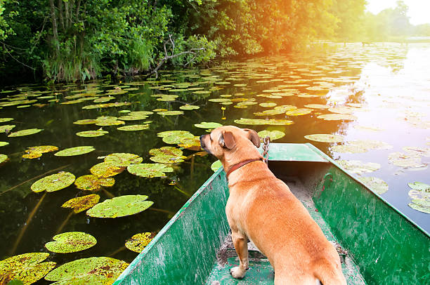 istock Small ore dog on fishing boat 577650594