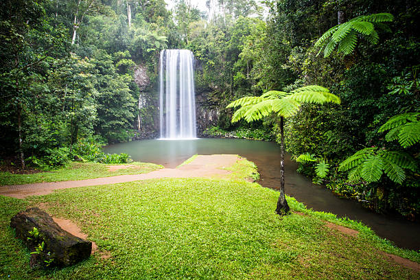 водопад миллаа миллаа - tropical rainforest waterfall rainforest australia стоковые фото и изображения