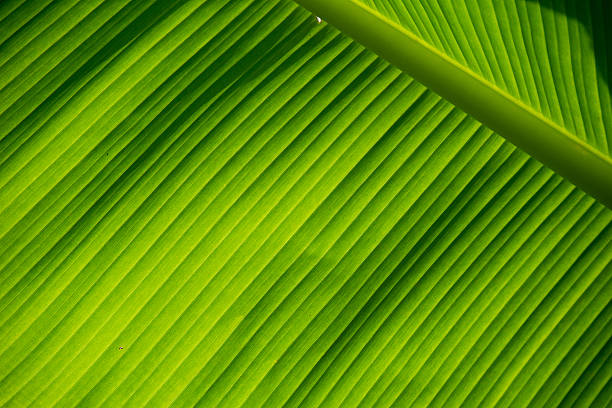 istock Close up green banana leaf for texture background 577652848