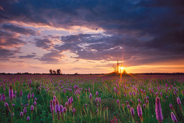 sunset shaft of light, cherokee prairie, arkansas - prairie foto e immagini stock