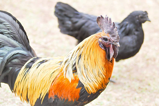 istock cock and hen on the floor 577653334