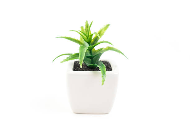 Selective focus on small green plant on white pot - nature garden decorate object isolated on white background