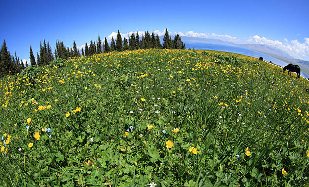 istock beautiful globeflowers and green grassland on mountain peak 577655284