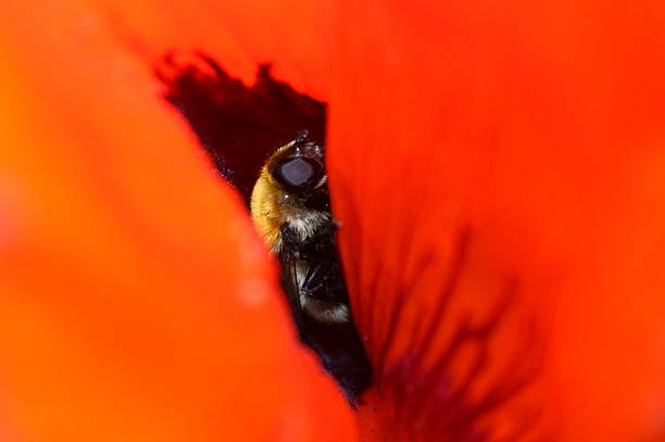 шмель пчелы скрываются внутри восточного мака лепестки - oriental poppy стоковые фото и изображения