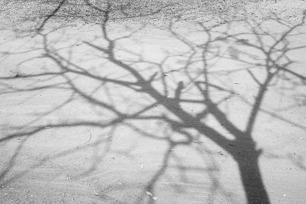 istock Shadow of tree on ground. Black and White tone. 577660496
