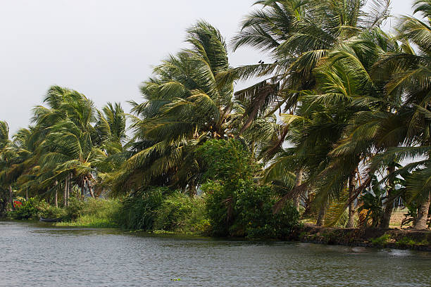 allepey stadt auf dem wasser. backwater, reisplantage, kokospalmen-mango - allepey stock-fotos und bilder