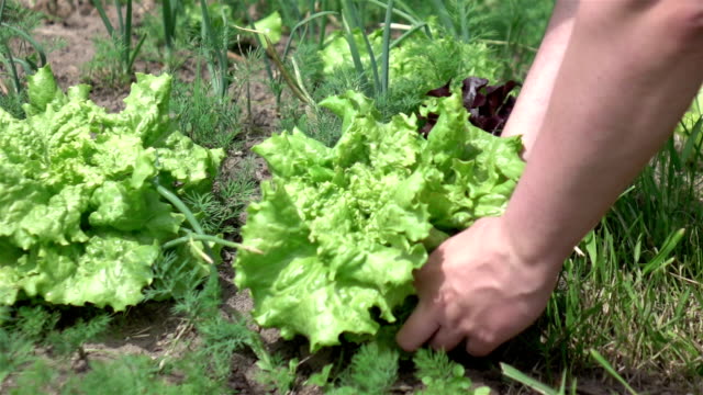 Two videos of picking lettuce in real slow motion