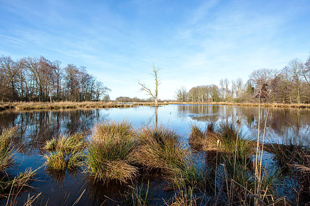 istock Awesome Panorama at Lake De Witt 577932204