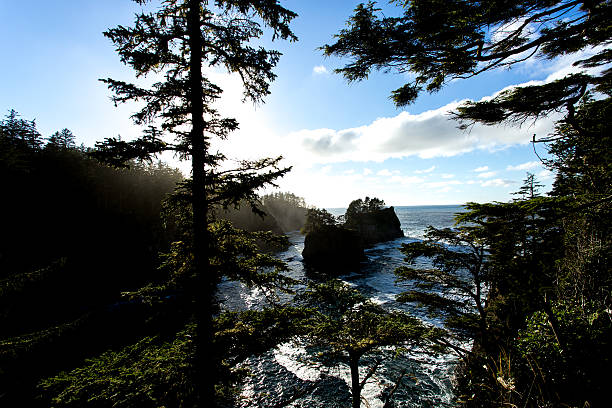 istock Sunny Pacific Northwest Coastline with Rocky Islands and Pine Tr 577932766