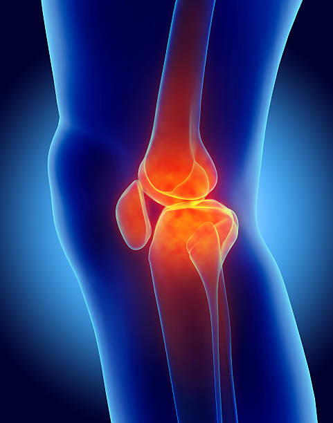 istock Knee painful - skeleton x-ray. 577935314