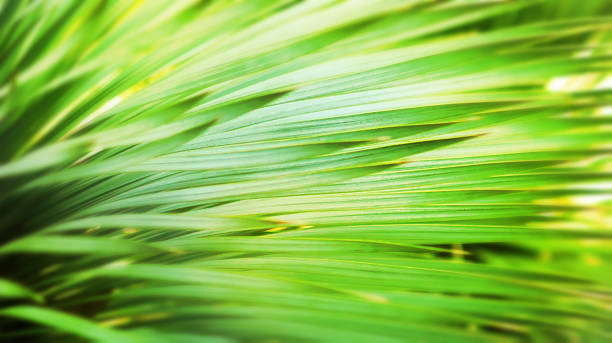 istock Defocused palm leaves in sun beams 577935768