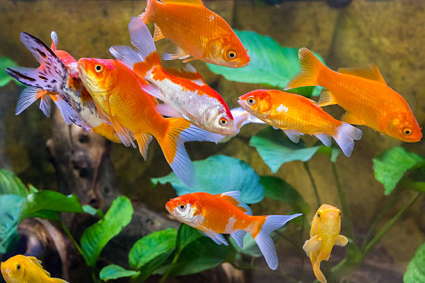 istock aquarium fish close-up through the glass 577935778
