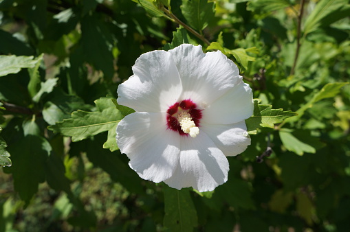 Hibiscus syriacus white with deep red centre rose of Sharon 'Red Heart'  flower