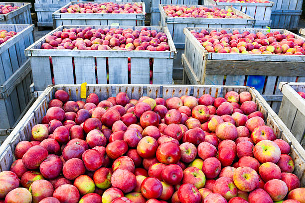 istock Wooden crates full of ripe apples during 577937054
