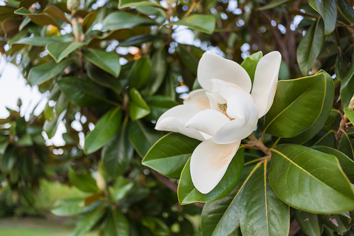 Horizontal closeup photo of green leaves and a peach and white toned flower growing on a Magnolia tree in a garden in Summer. Ulladulla, south coast NSW.