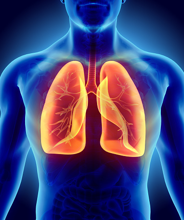 3 D ilustración de pulmones, concepto médico. photo