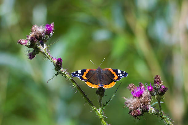 istock Red Admiral butterfly, Vanessa atalanta, resting 577939114