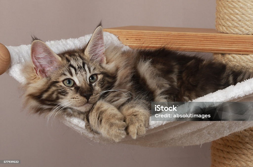 Norwegian forest cat lying on a scratching post Norwegian forest cat lying on a scratching post indoor Cat's Toy Stock Photo