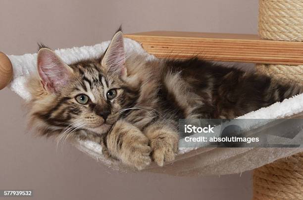 Norwegian Forest Cat Lying On A Scratching Post Stock Photo - Download Image Now - Cat's Toy, Domestic Cat, Horizontal