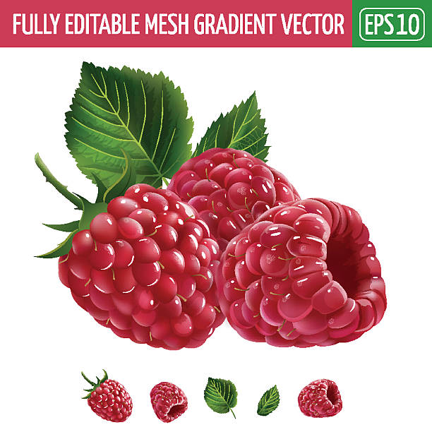 Clip Art Raspberry Raspberry Clip Art Raspberry Clipart Royalty Free Images, Stock Photos
