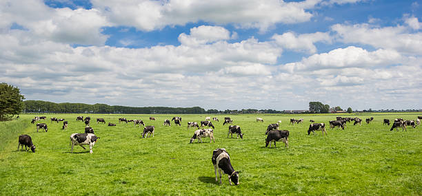 istock Panorama of a herd of cows 577940554