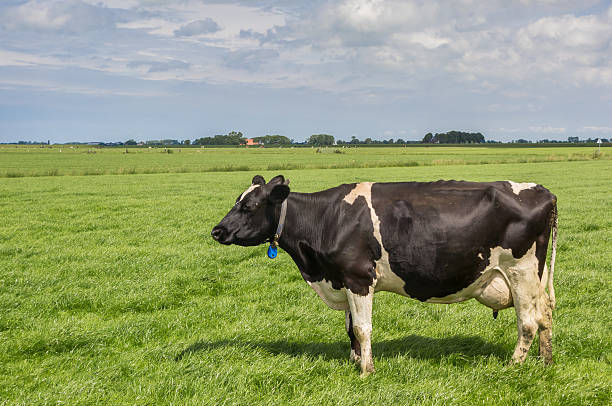 istock Black and white cow in a dutch landscape 577940594