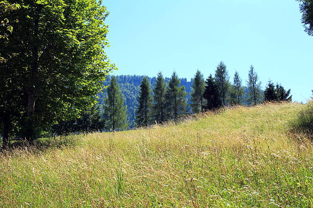 디에 비제 - alm bavaria mountain summer 뉴스 사진 이미지