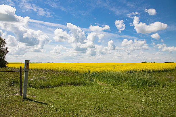 paesaggio di campagna con campi di canola gialli - saskatoon saskatchewan prairie field foto e immagini stock